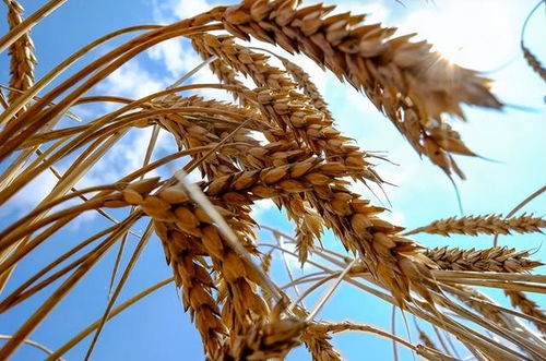 全球粮食价格飙涨 联合国警告饥荒风险与稻谷危机的警示