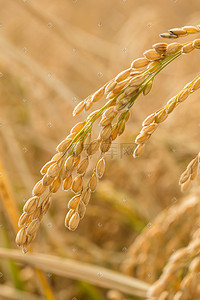 稻香入镜 捕捉田野的诗意与丰饶