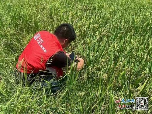 人保财险金溪支公司积极开展受灾水稻查勘，助力农户减灾复产