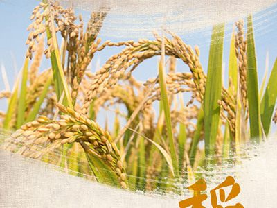 金黄稻谷，丰收图景 高品质水稻田与稻谷素材下载指南