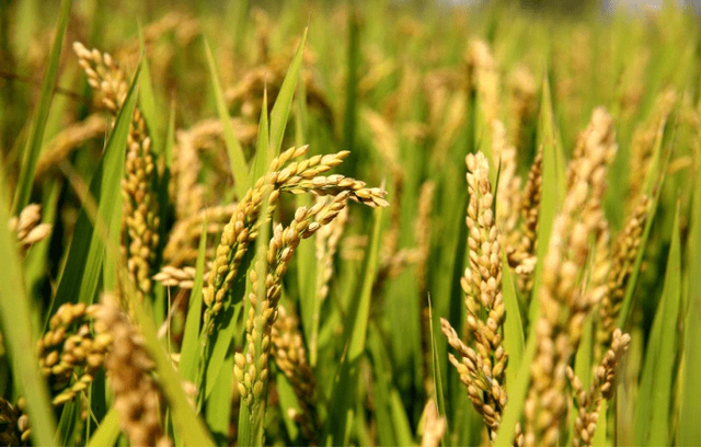 小麦 世界粮仓的坚实支柱与全球文明的基石