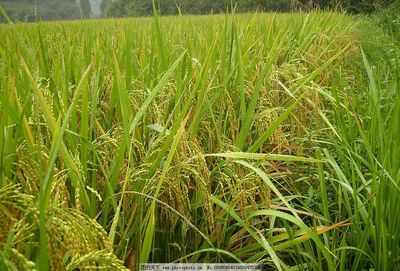 从稻穗到餐桌 水稻与稻谷的千年共生