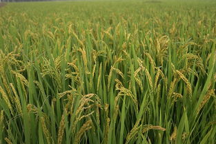 稻谷 滋养文明的黄金种子