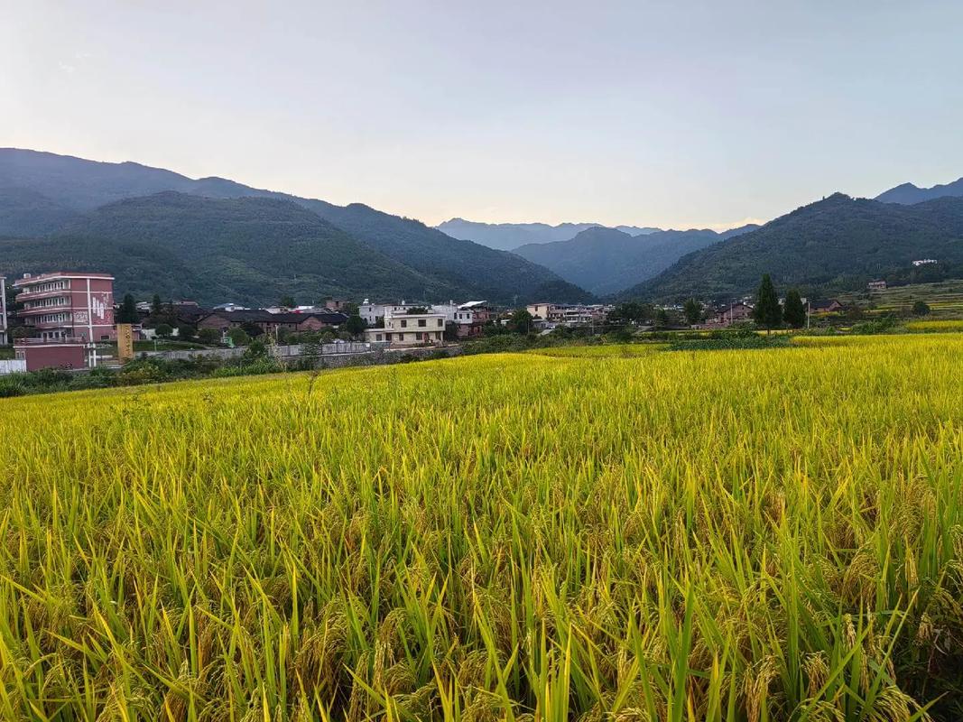 金秋稻香话丰收