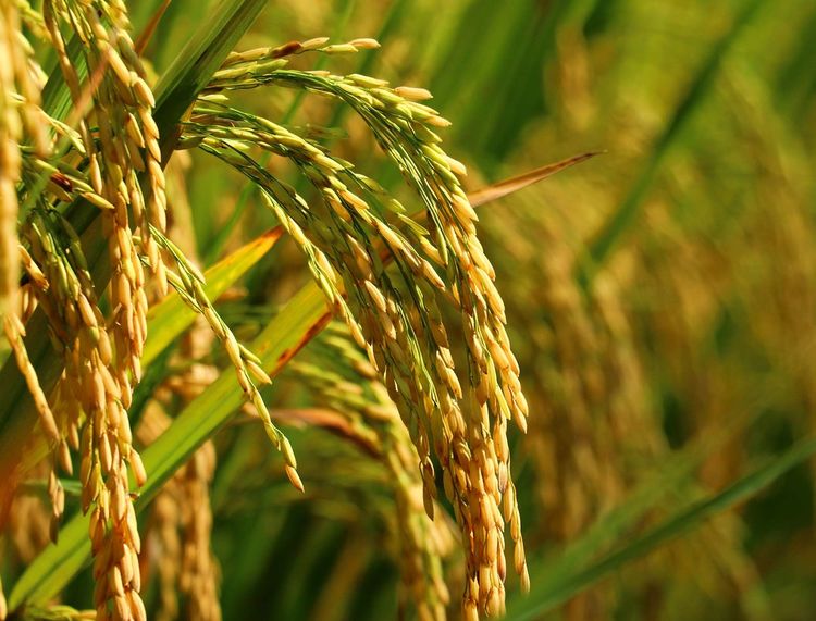 金秋的馈赠 金色稻谷收割图景