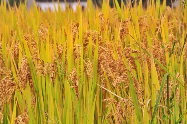 相城新米香满城 丰收时节话稻谷