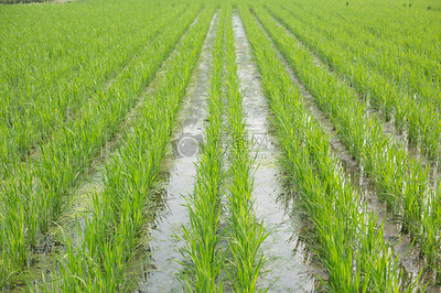 绿海翻金浪 水稻田的生命轮回