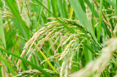 水稻 从田间稻谷到碗中珍馐的旅程