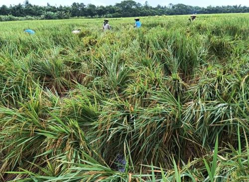 缅甸大米稻谷协会严令禁止低价买入高价倒卖行为 维护市场秩序与农民利益