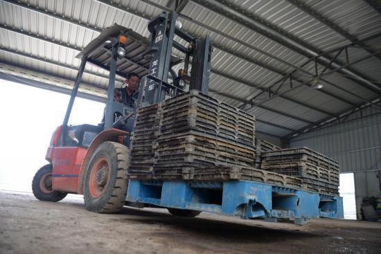 惠安春耕正当时 工厂化水稻育秧助力稻谷生产