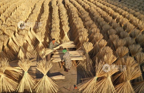 泰和晾晒竹制品与稻谷 传统智慧与现代应用