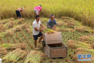柬埔寨磅通省雨季稻谷产量喜人，农业经济稳步提升