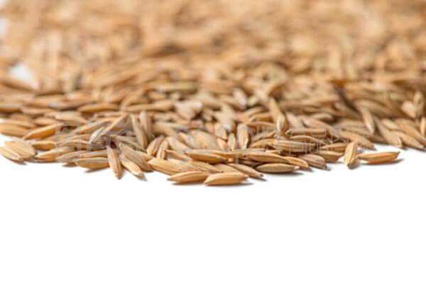 白色背景下的水稻种子与稻谷