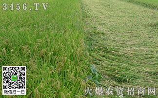 帝一硅喷水稻 为什么效果显著及其在稻谷生产中的优势