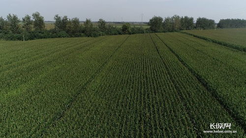 河北高质量推进优质谷子产业集群建设，助力稻谷产业升级